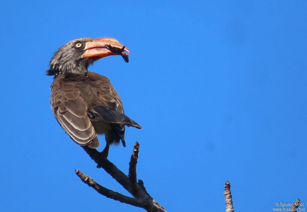 Crowned Hornbilladult