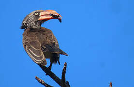 Crowned Hornbill