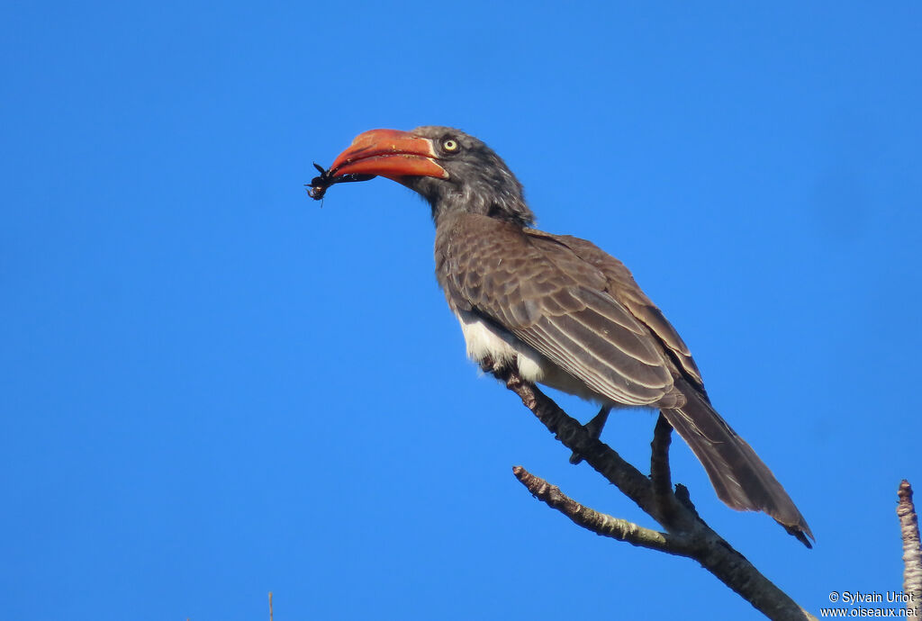 Crowned Hornbilladult