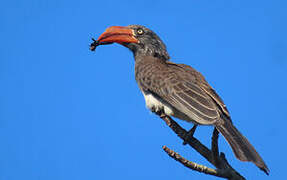 Crowned Hornbill