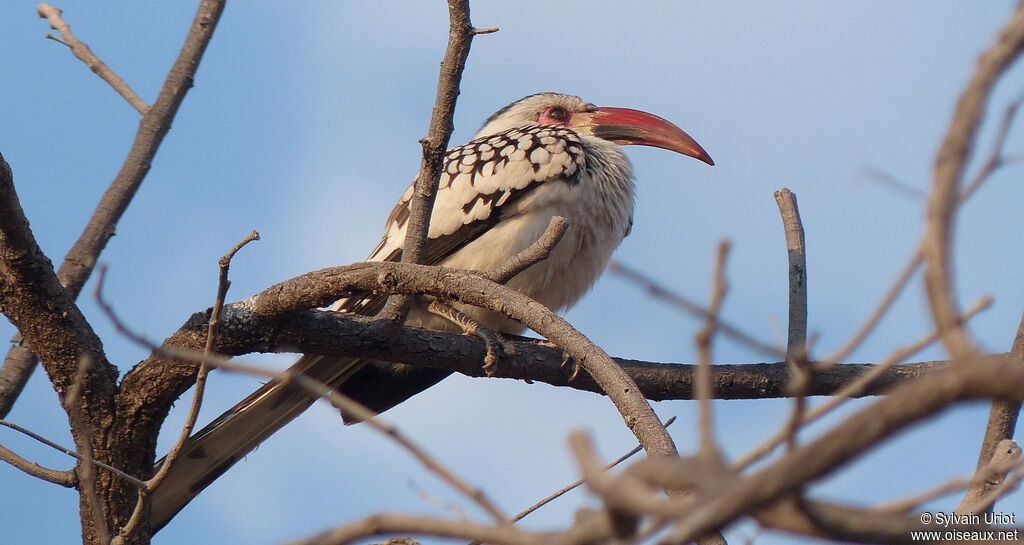 Southern Red-billed Hornbill