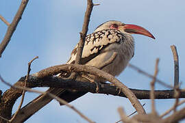 Southern Red-billed Hornbill