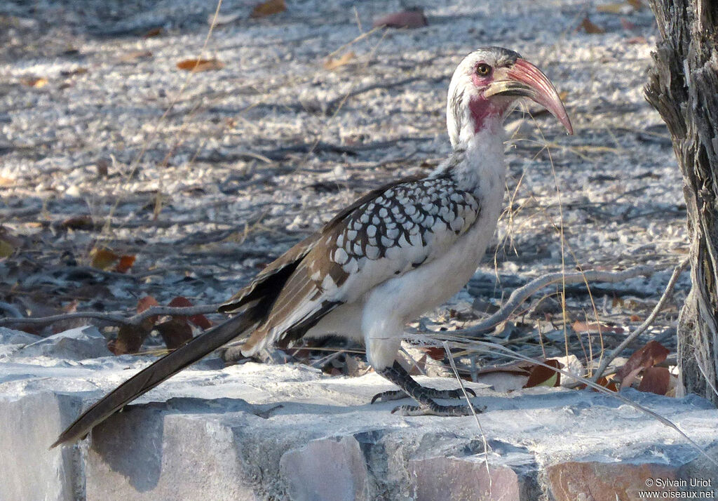 Southern Red-billed Hornbill