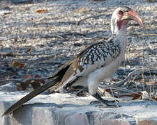 Southern Red-billed Hornbill