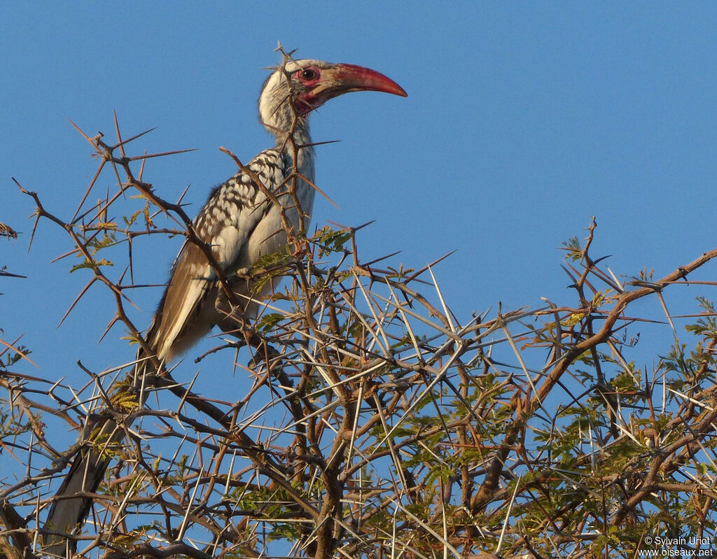 Southern Red-billed Hornbill