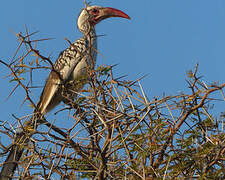 Southern Red-billed Hornbill