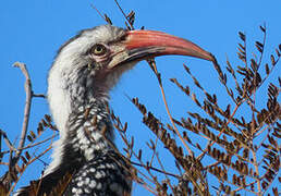 Southern Red-billed Hornbill