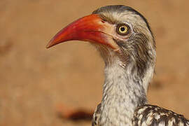 Southern Red-billed Hornbill