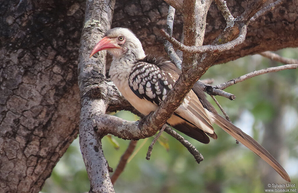 Southern Red-billed Hornbilladult