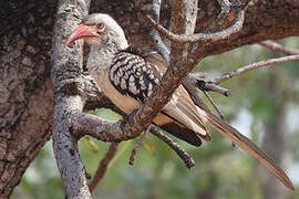 Southern Red-billed Hornbill