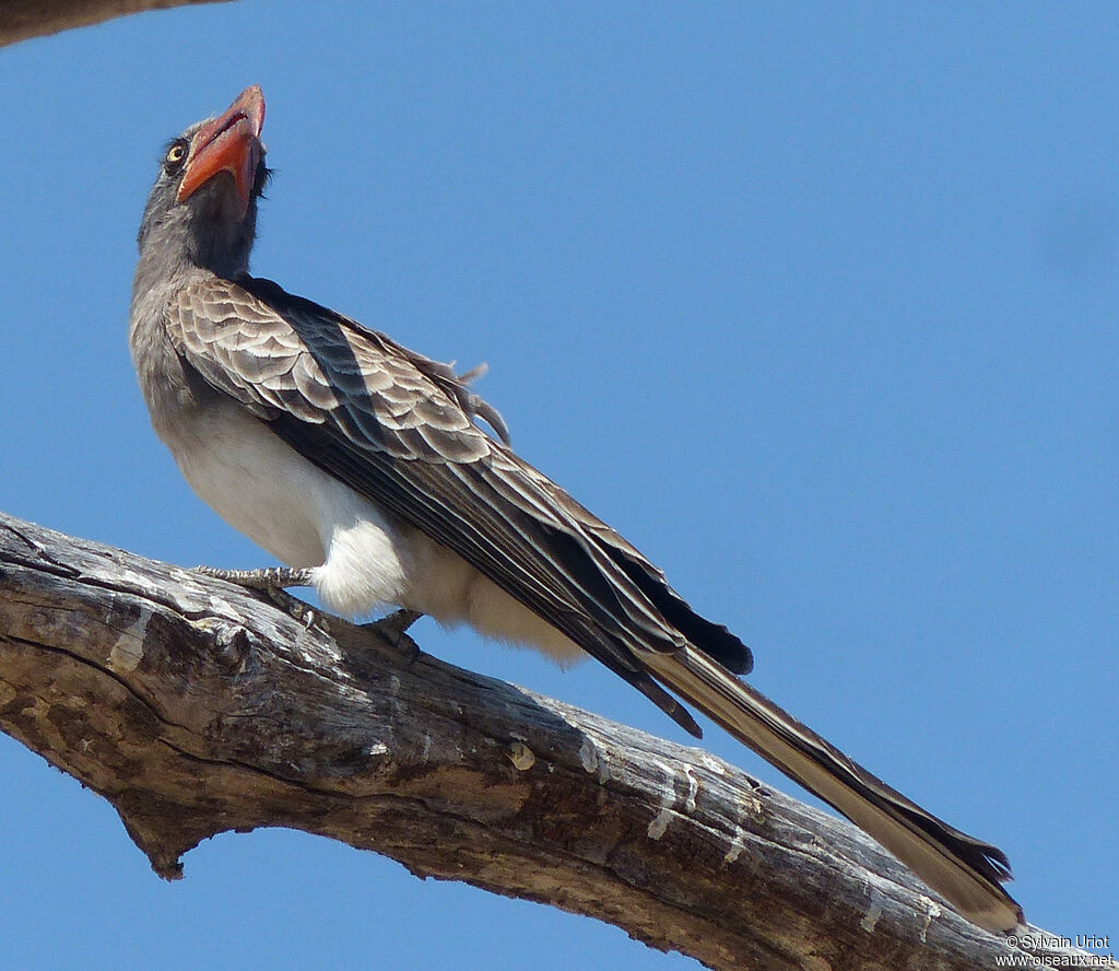 Bradfield's Hornbill