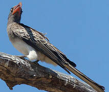 Bradfield's Hornbill