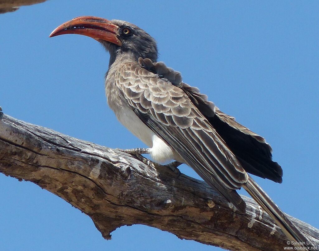 Bradfield's Hornbill