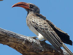 Bradfield's Hornbill