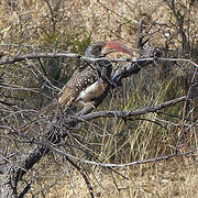 Monteiro's Hornbill