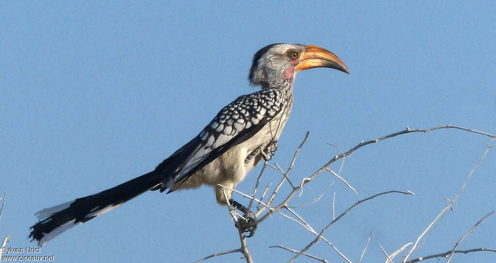 Calao leucomèle femelle adulte, identification