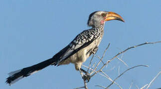 Southern Yellow-billed Hornbill