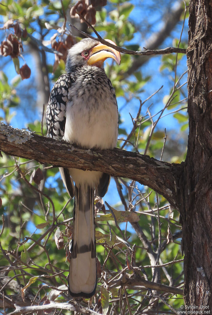 Southern Yellow-billed Hornbilladult