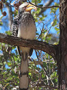 Southern Yellow-billed Hornbill