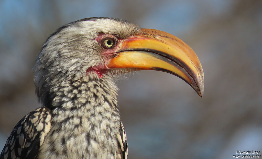 Southern Yellow-billed Hornbilladult