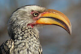 Southern Yellow-billed Hornbill