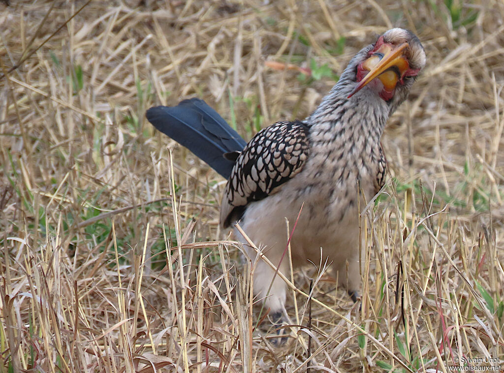 Southern Yellow-billed Hornbilladult