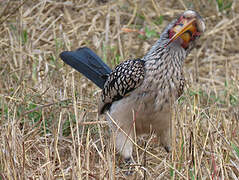 Southern Yellow-billed Hornbill