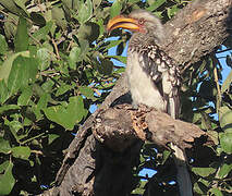 Southern Yellow-billed Hornbill