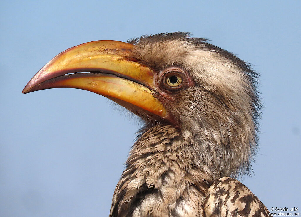 Southern Yellow-billed Hornbilladult