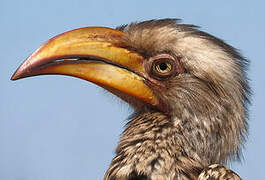 Southern Yellow-billed Hornbill