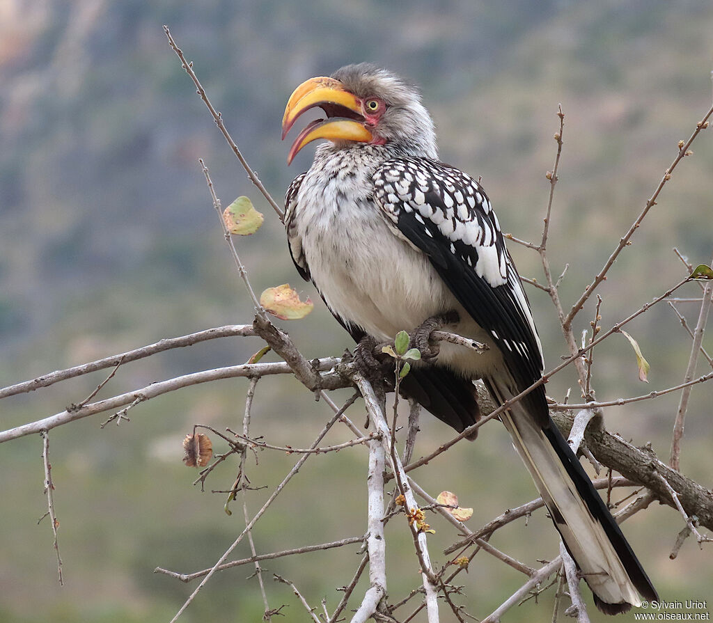 Southern Yellow-billed Hornbilladult