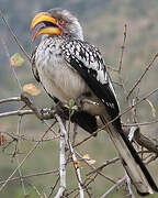 Southern Yellow-billed Hornbill