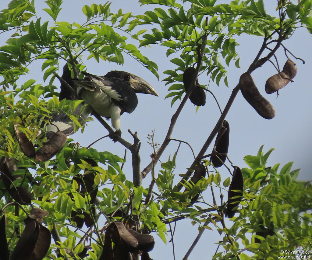 Calao siffleuradulte