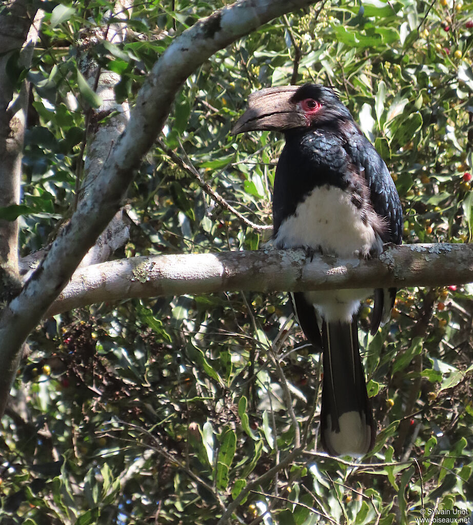 Trumpeter Hornbill female adult