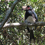 Trumpeter Hornbill