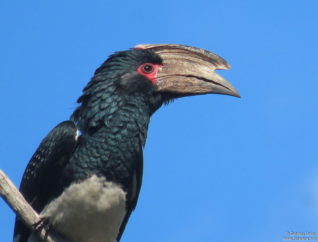 Trumpeter Hornbill male adult