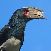 Trumpeter Hornbill