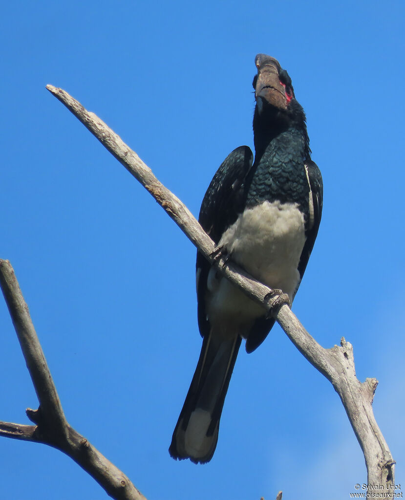 Trumpeter Hornbill male adult