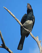 Trumpeter Hornbill