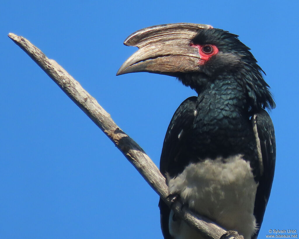 Trumpeter Hornbill male adult