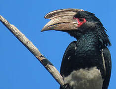 Trumpeter Hornbill