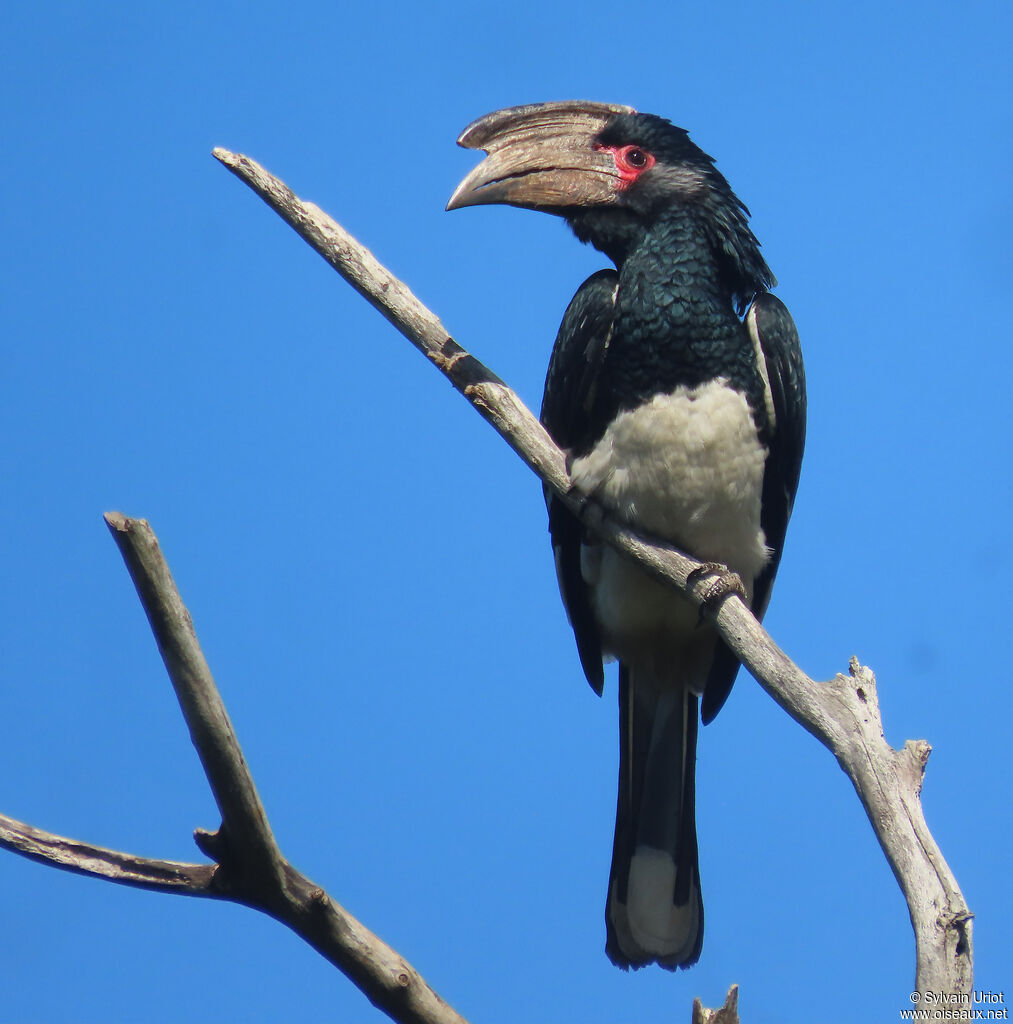 Trumpeter Hornbill male adult