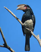 Trumpeter Hornbill