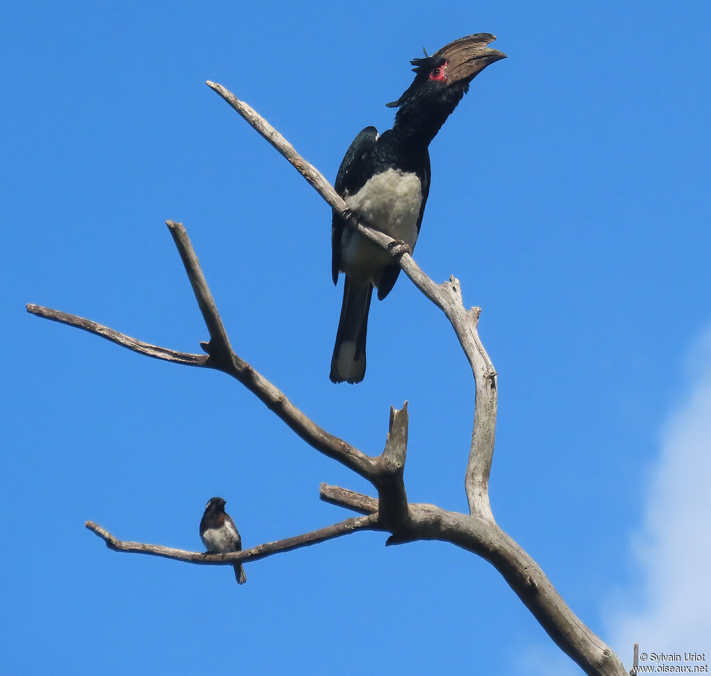 Trumpeter Hornbill male adult