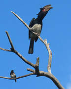 Trumpeter Hornbill