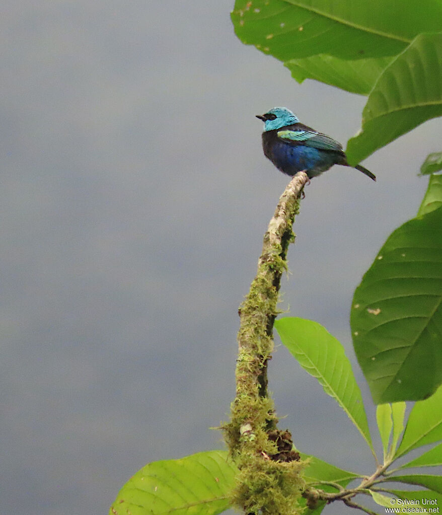 Blue-necked Tanager