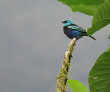 Blue-necked Tanager