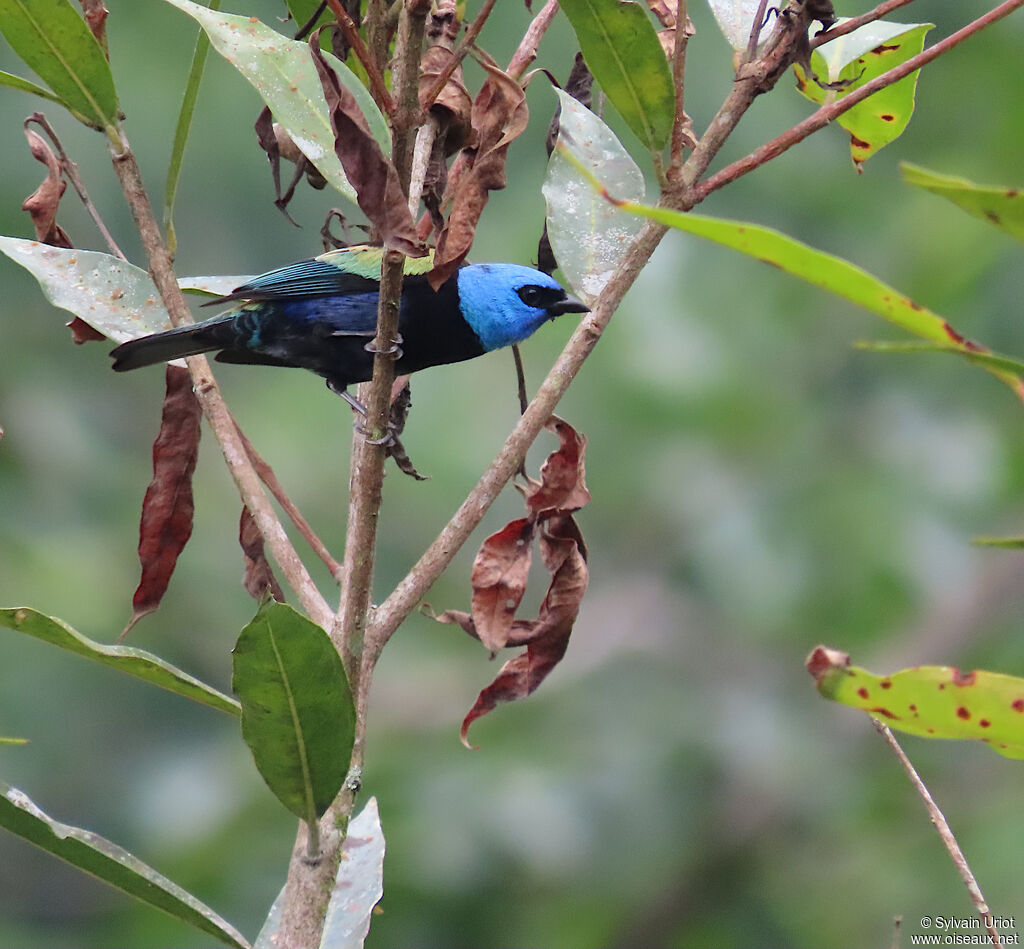 Blue-necked Tanageradult