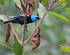 Blue-necked Tanager