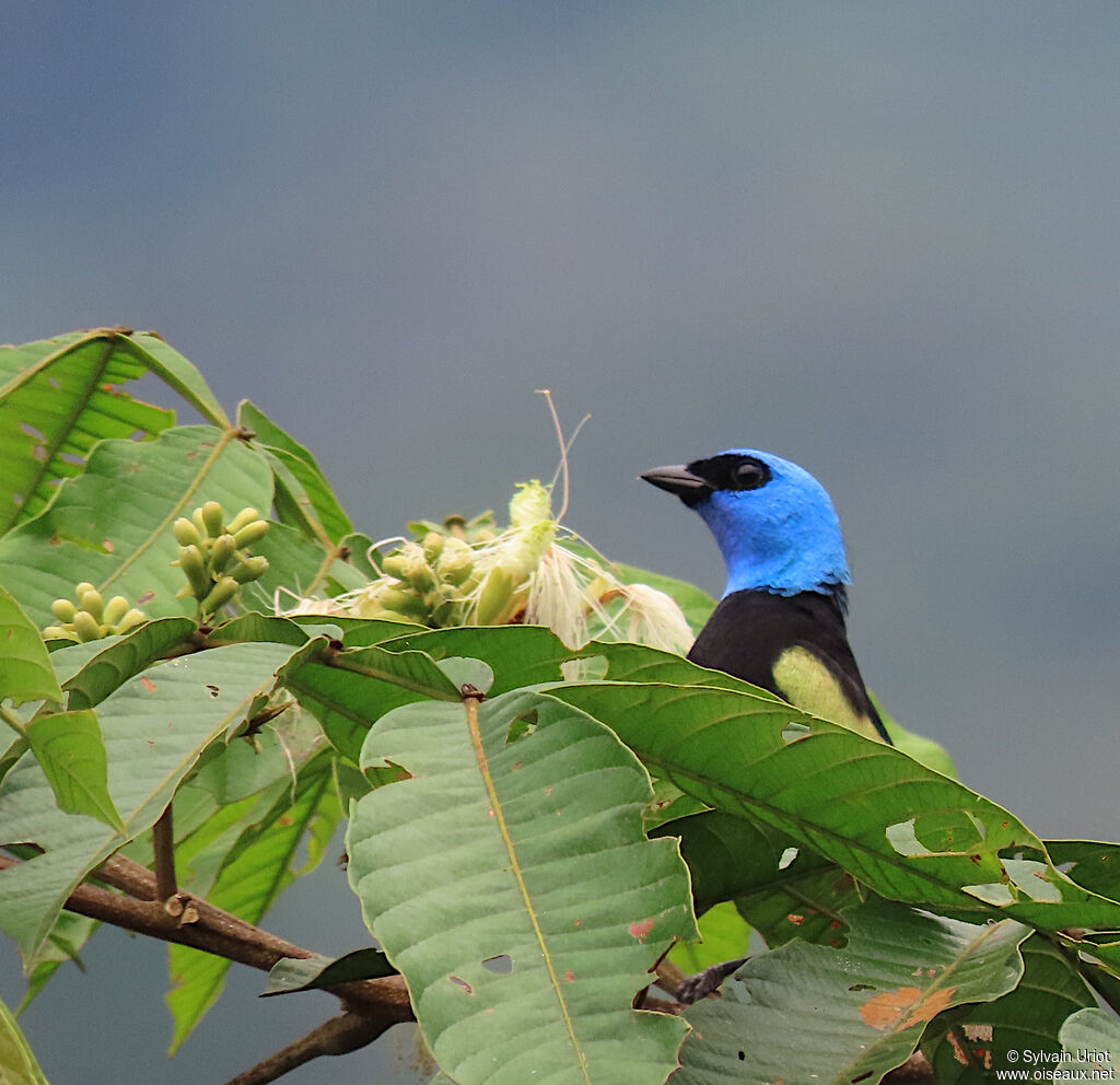 Blue-necked Tanageradult